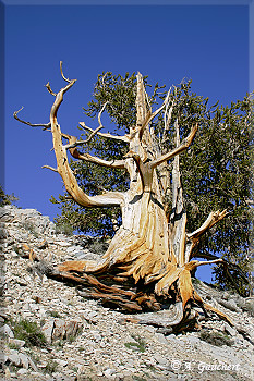 Verwitterter Bristlecone Pine